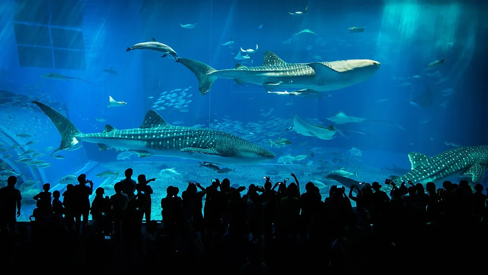 沖繩美麗海水族館黑潮之海(2014年11月)