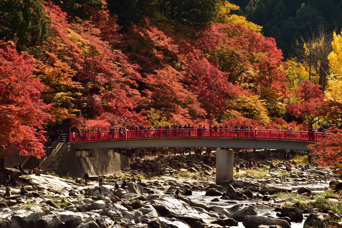 香嵐溪待月橋的紅色欄杆、橋上遊人與兩岸紅黃楓葉