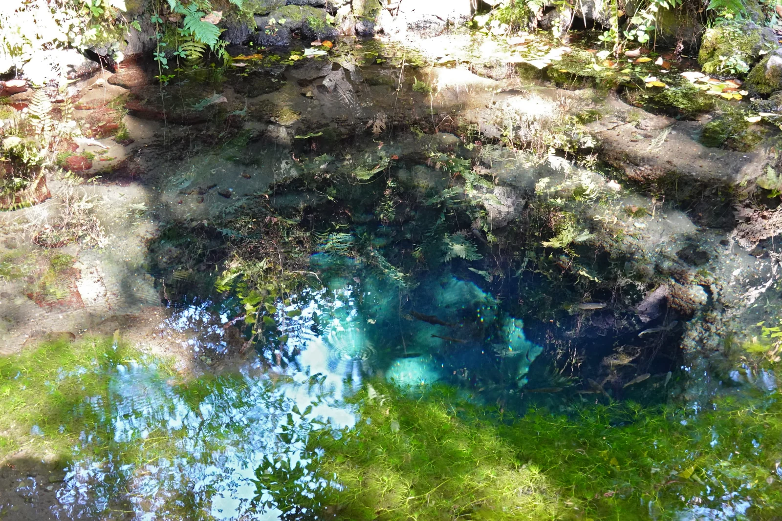 忍野八海お釜池的清澈水面，下方是深藍色湧口與綠色水草，水面映著岸邊植物