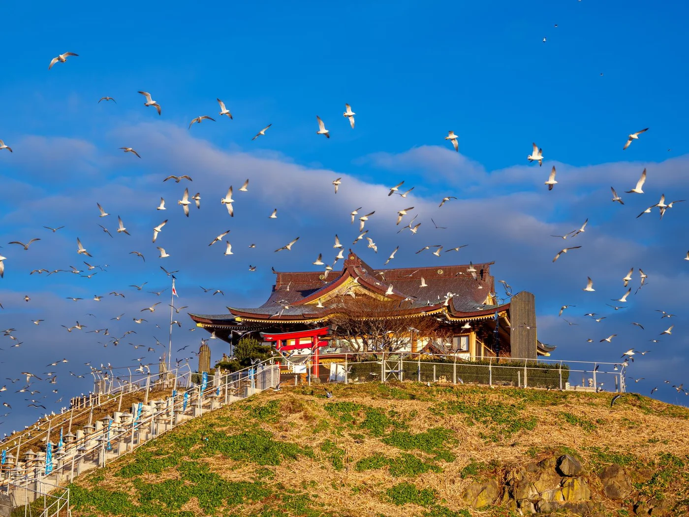 石階通往蕪島上的蕪嶋神社,鳥群在藍天下飛翔