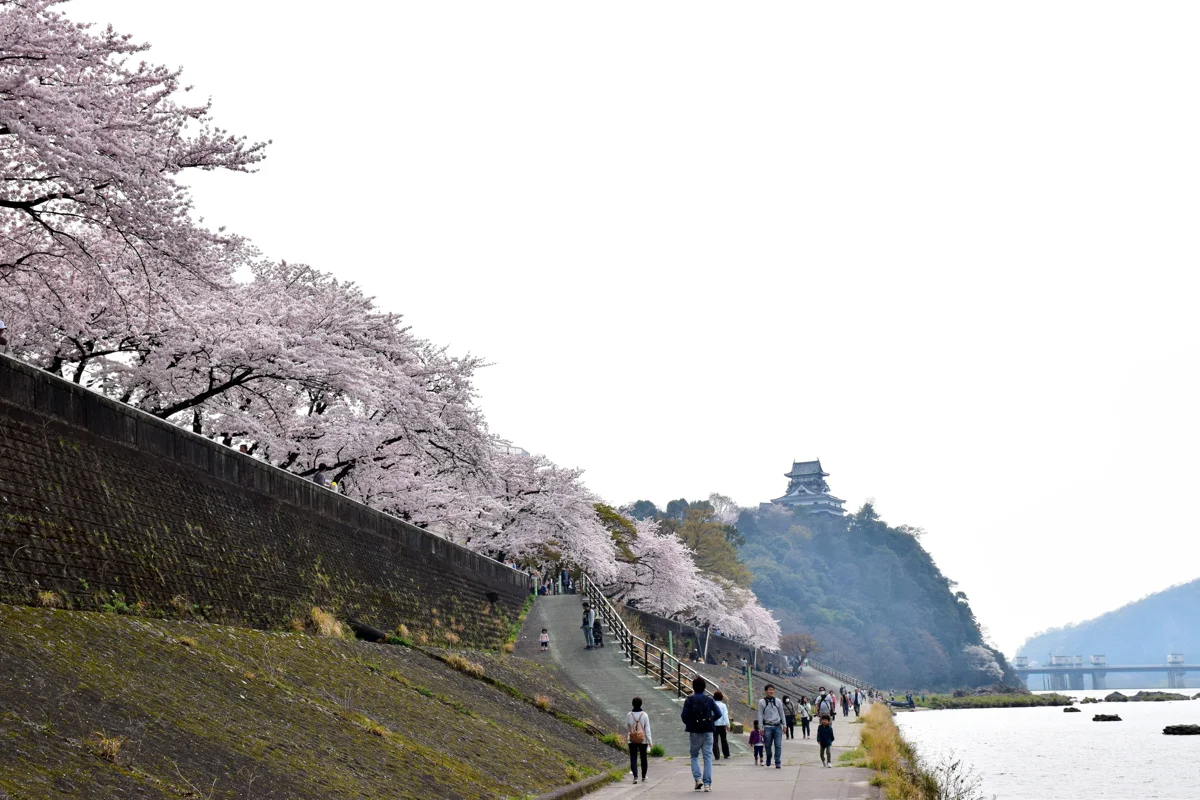 木曾川河岸櫻花步道與山丘上的犬山城