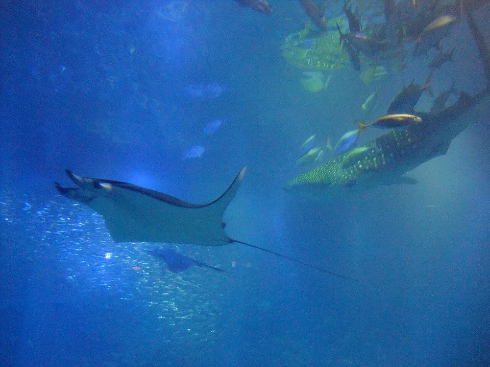 大阪海遊館太平洋水槽的鯨鯊與鬼蝠魟(2012年12月)