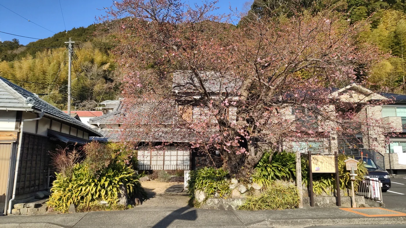 住宅庭園中的河津櫻原木,粗樹幹向兩側伸展,枝上帶少量粉紅花
