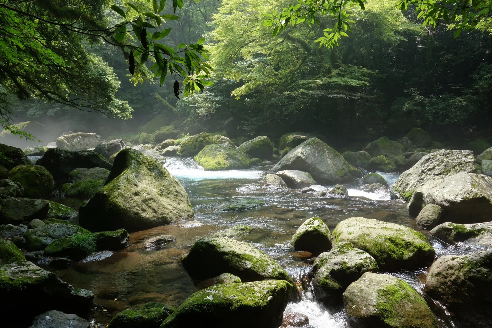 菊池溪谷溪流穿過林下覆苔巨石，陽光照入谷中