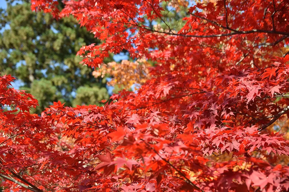 弘前公園的紅楓枝葉(2020年11月)