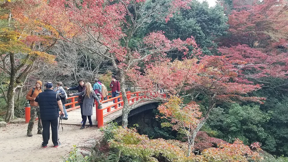 宮島紅葉谷公園的紅葉橋與秋色