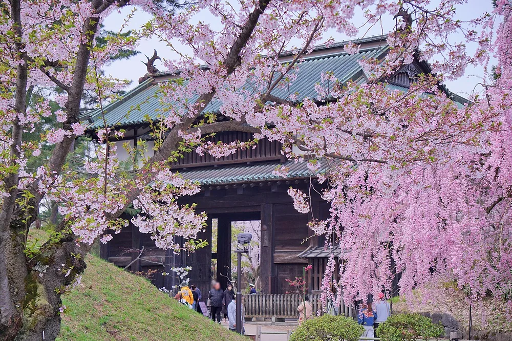 弘前公園追手門與櫻花