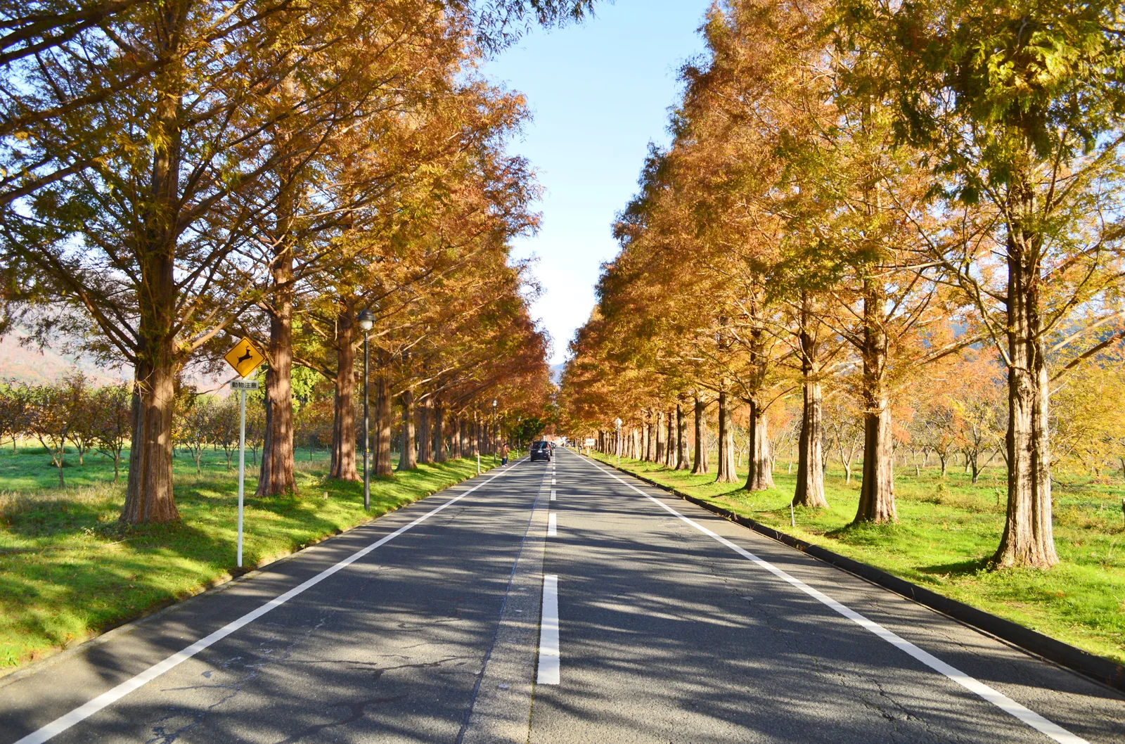 牧野水杉林蔭道的褐紅樹冠沿道路兩側排列，遠處可見山景