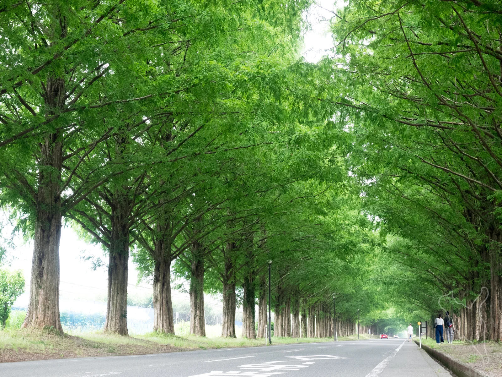 夏日水杉樹冠與道路旁的行人空間,攝於2017年7月。