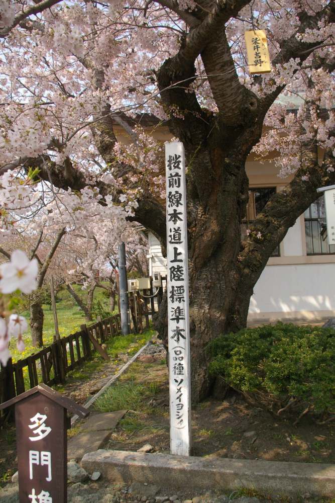松前城旁櫻花樹幹上的染井吉野標示與開花枝條