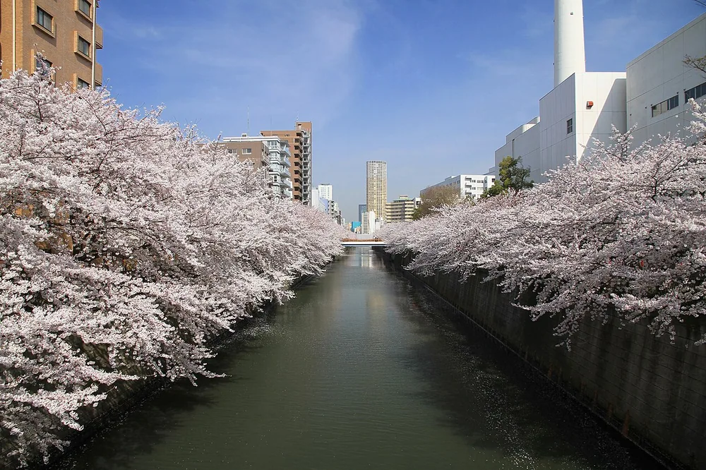 目黑川田道橋附近的櫻花(2012年)