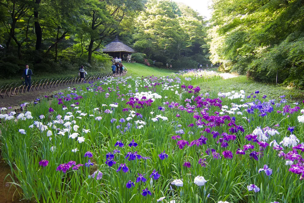 明治神宮御苑菖蒲田(2010年6月)