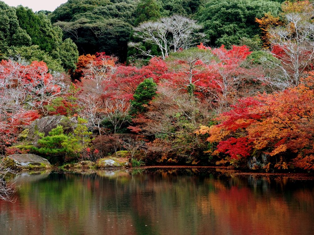 御船山樂園池岸的紅色與橙色楓葉映在水面