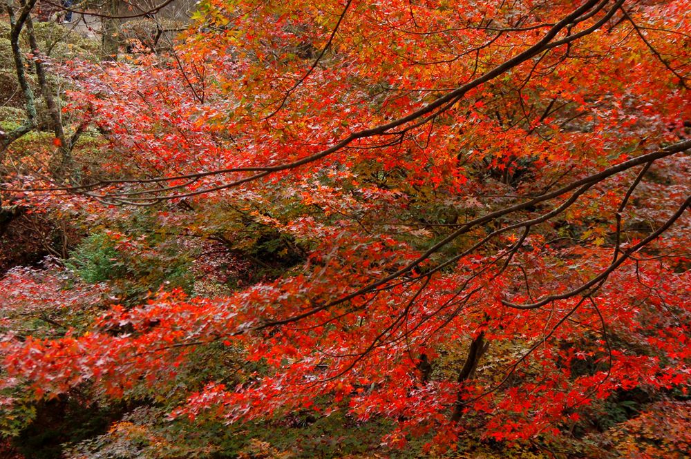 細枝交錯之間的紅色與橙色楓葉