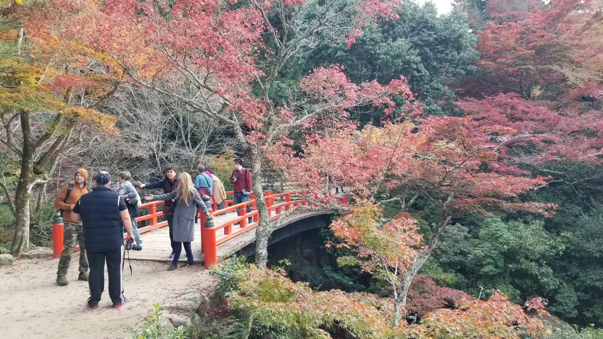 宮島紅葉谷公園的紅葉橋與秋色