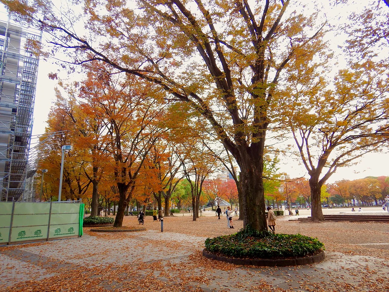 白川公園內秋色樹木與落葉步道