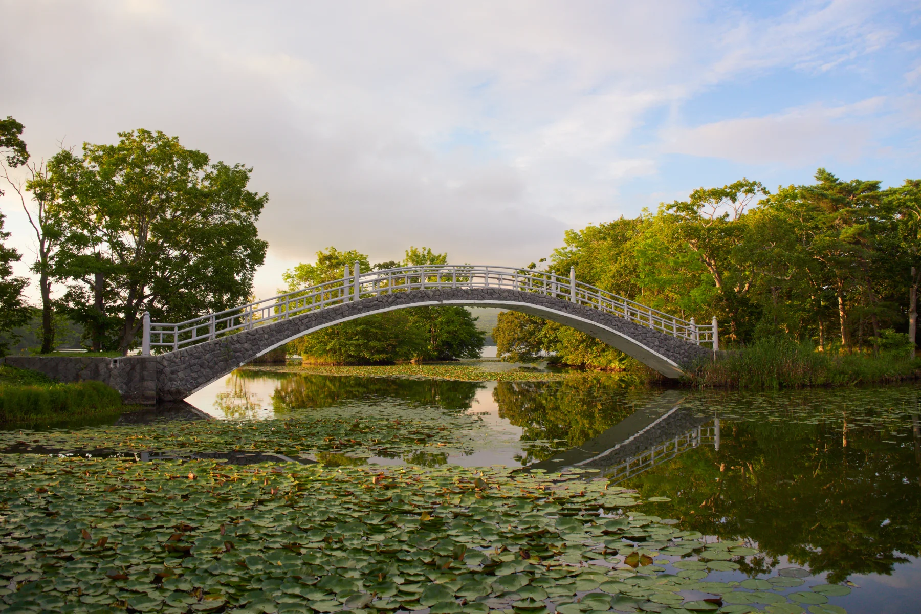 大沼國定公園的白欄杆拱橋與湖面睡蓮