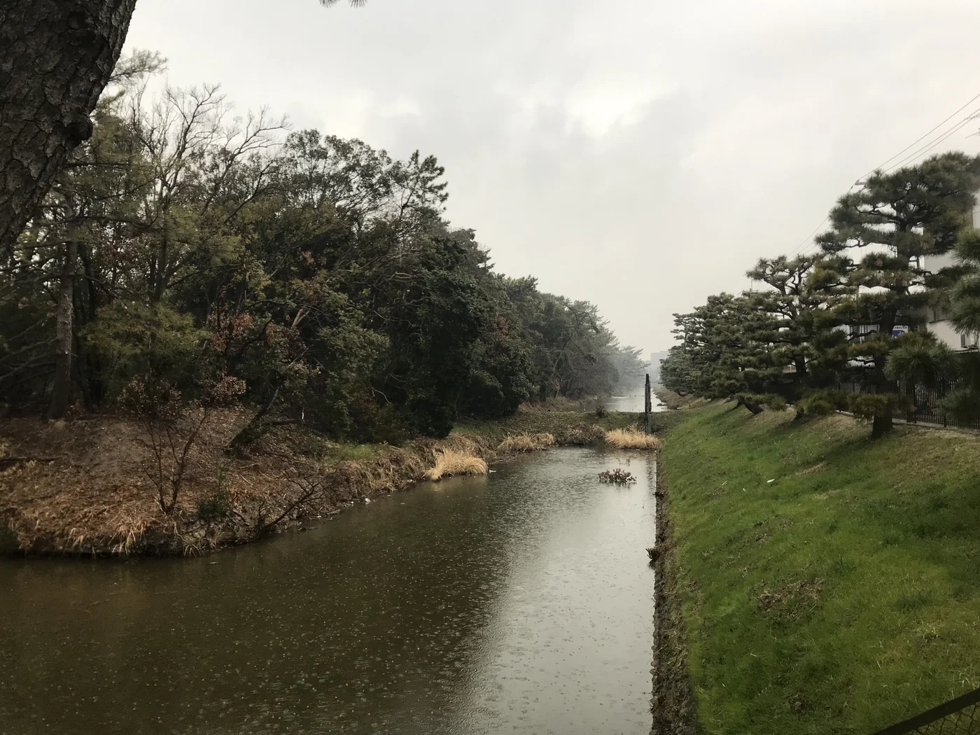 大仙陵古墳的地面周濠景觀,濠水左側是密林,右側是護岸與松樹