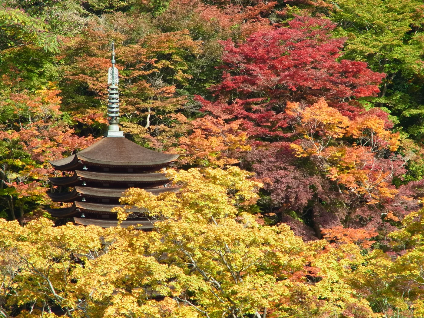 紅黃楓葉環繞談山神社十三重塔，層層屋簷從樹冠間露出。