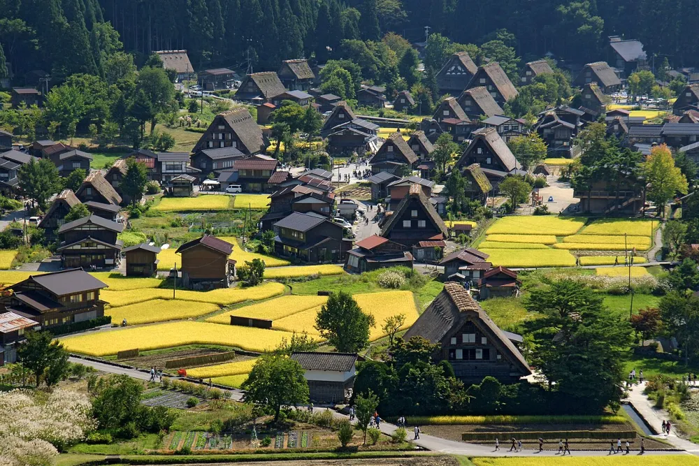 白川鄉荻町的合掌造家屋與金黃稻田。