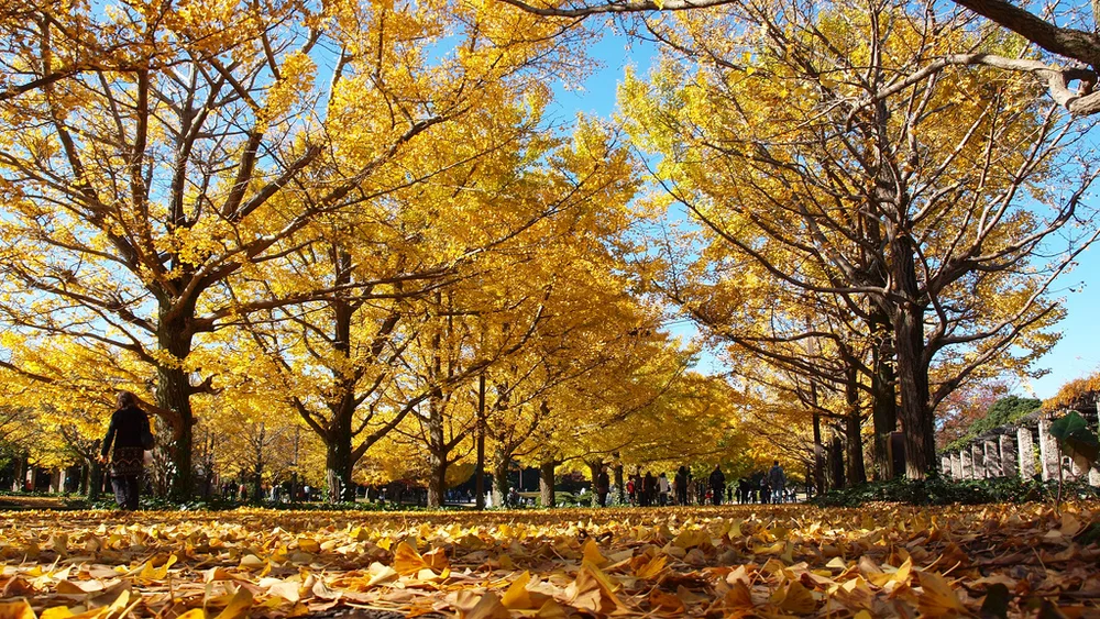 昭和記念公園的銀杏並木(2009年11月)