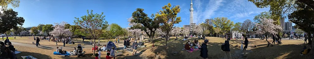 隅田公園墨田區向島側草地的春櫻與晴空塔(2026年4月)。