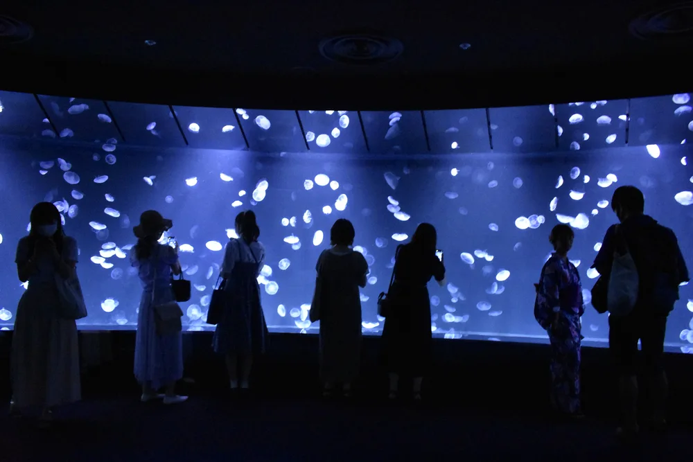Sunshine水族館藍色弧形水槽中的水母與前方觀看人影