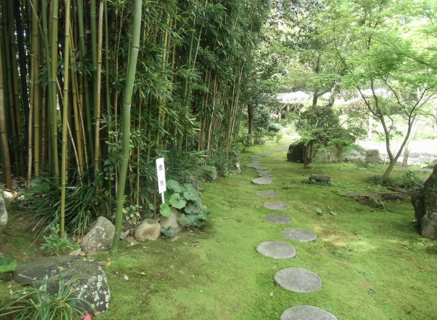 天赦園左側竹林旁,圓形踏石沿綠色苔地向前延伸,右側有樹木與庭石