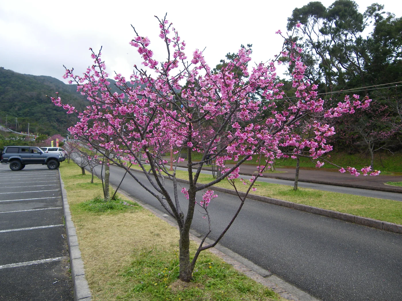 八重岳櫻之森公園路旁開著粉紅花朵的寒緋櫻,左側是停車格,後方可見山坡
