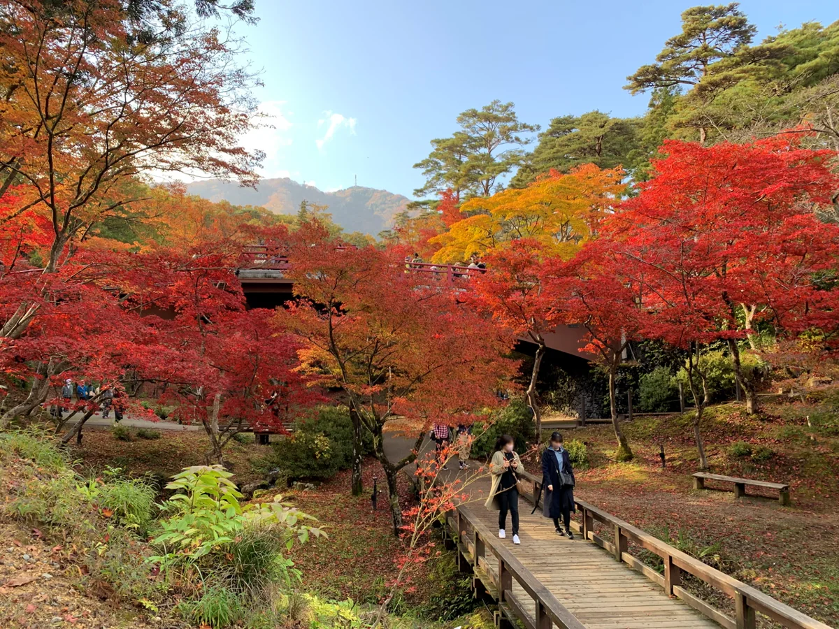 彌彥公園紅葉谷的秋葉與步道,拍攝於2022年11月