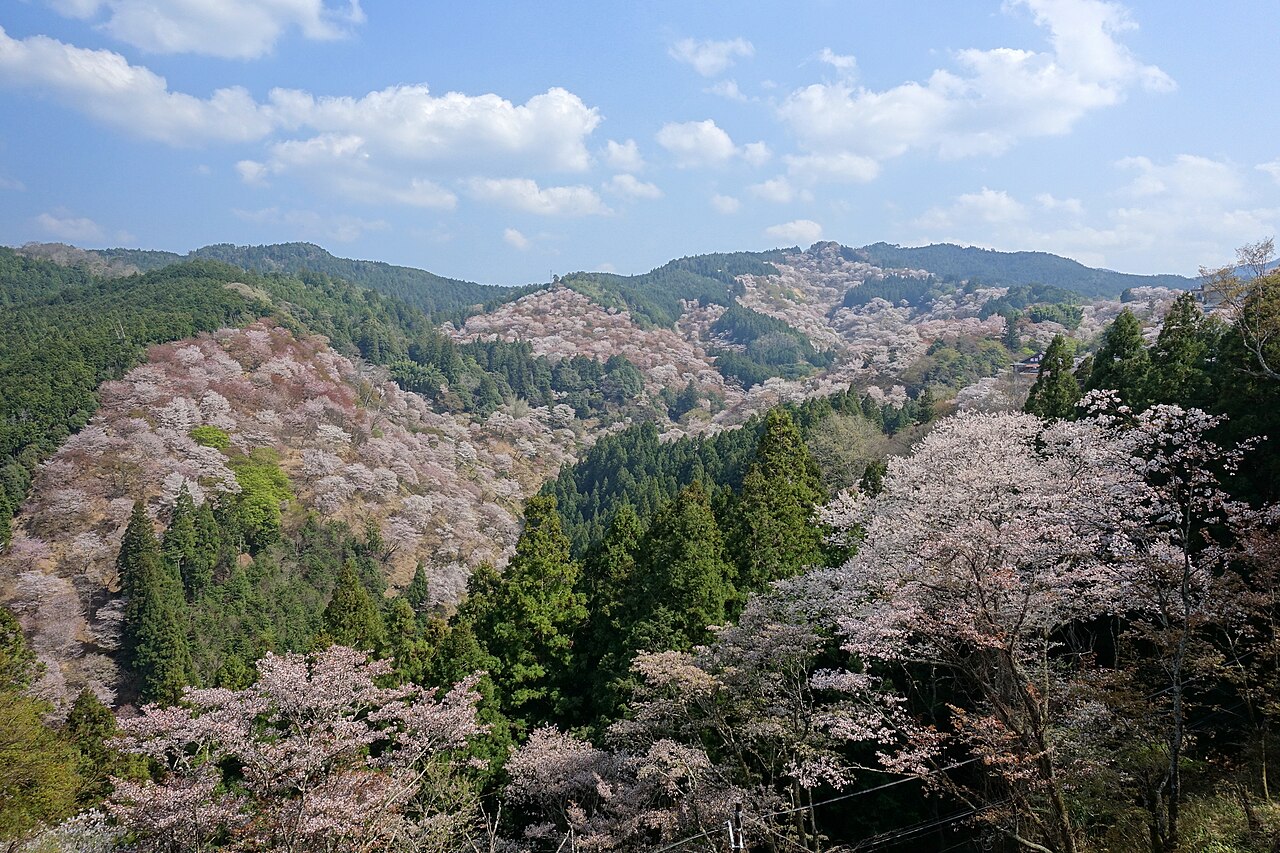 吉野山山坡上白色與粉紅櫻花交錯，遠處可見連綿山稜